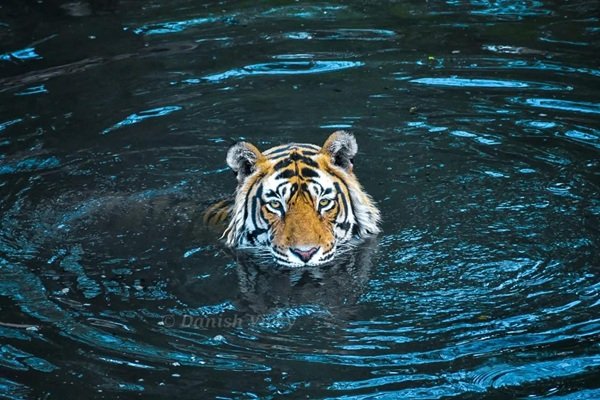 tiger in ranthambore