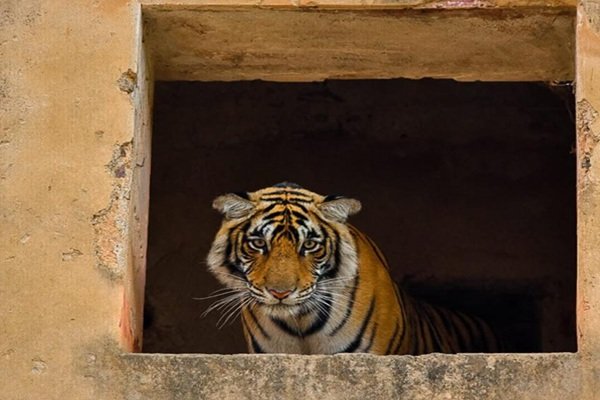 tiger in ranthambore