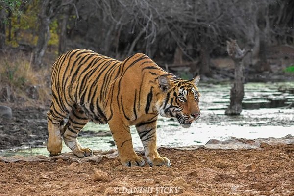 tiger in ranthambore